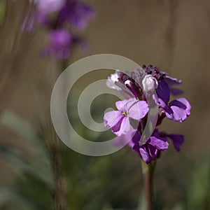 Flora of Gran Canaria - lilac flowers of crucifer plant Erysimum albescens, endemic