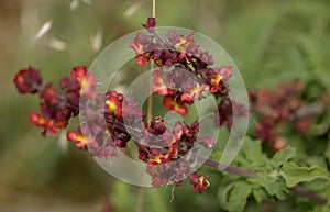 Flora of Gran Canaria - orange and red flowers of Scrophularia calliantha