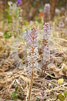 Flora of Gran Canaria - Orobanche ramosa