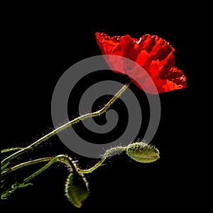 Flora of Gran Canaria - Papaver rhoeas, common poppy isolated