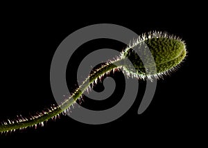 Flora of Gran Canaria - Papaver rhoeas, common poppy isolated