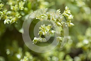 Flora of Gran Canaria -  Paronychia canariensis photo