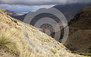 Flora of Gran Canaria -  Pennisetum setaceum