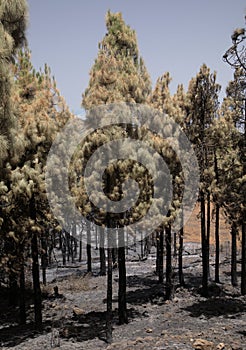 Flora of Gran Canaria - Pinus canariensis, fire-resistant Canary pine, immediately after a wildfire