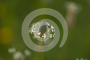 Flora of Gran Canaria - Plantago lagopus or harefoot fleawort flowering