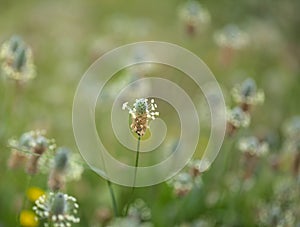 Flora of Gran Canaria - Plantago lagopus or harefoot fleawort flowering