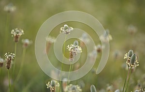 Flora of Gran Canaria - Plantago lagopus or harefoot fleawort flowering