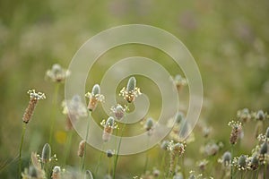 Flora of Gran Canaria - Plantago lagopus or harefoot fleawort flowering