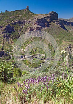 Flora of Gran Canaria