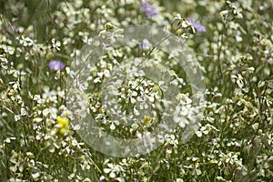 .Flora of Gran Canaria - Raphanus raphanistrum