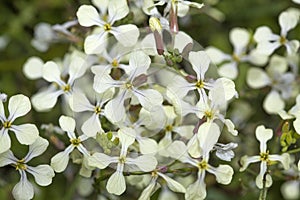 flora of Gran Canaria, Raphanus raphanistrum