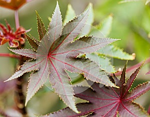 Flora of Gran Canaria - Ricinus communis, the castor bean, introduced species