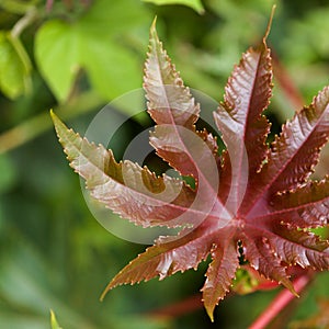 Flora of Gran Canaria - Ricinus communis, the castor bean, introduced species