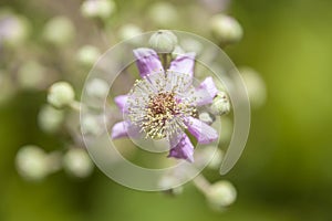 Flora of Gran Canaria - Rubus ulmifolius photo
