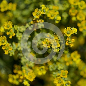 Flora of Gran Canaria - Ruta chalepensis, fringed rue, introduced species photo