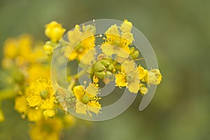 Flora of Gran Canaria - Ruta chalepensis photo