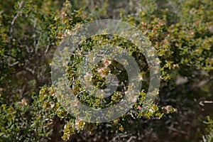 Flora of Gran Canaria -  Salsola divaricata saltwort, salt tolerant plant
