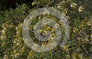 Flora of Gran Canaria -  Salsola divaricata saltwort, salt tolerant plant
