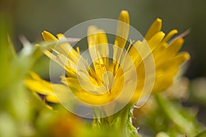 Flora of Gran Canaria -  Scolymus grandiflorus