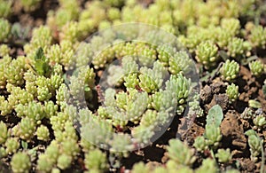 Flora of Gran Canaria - Sedum rubens, red stonecrop