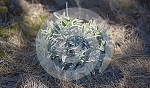 Flora of Gran Canaria - Sideritis dasygnaphala