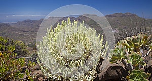 Flora of Gran Canaria - Sideritis dasygnaphala