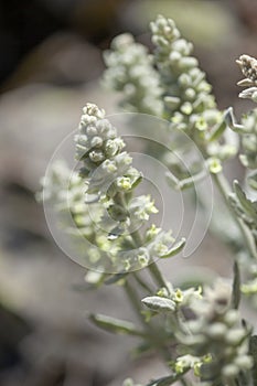 Flora of Gran Canaria - Sideritis dasygnaphala