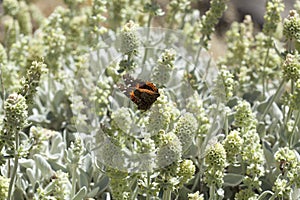 Flora of Gran Canaria - Sideritis dasygnaphala