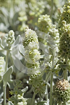 Flora of Gran Canaria - Sideritis dasygnaphala photo