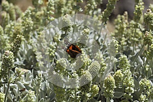 Flora of Gran Canaria - Sideritis dasygnaphala photo