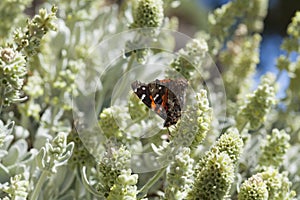 Flora of Gran Canaria - Sideritis dasygnaphala photo