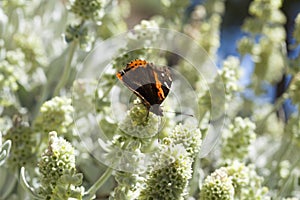 Flora of Gran Canaria - Sideritis dasygnaphala photo