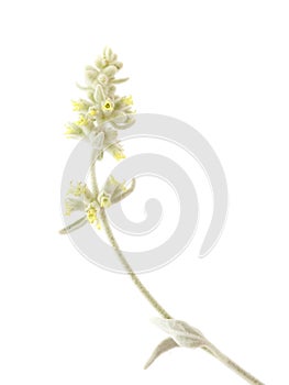 Flora of Gran Canaria - Sideritis dasygnaphala