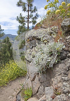 Flora of Gran Canaria - Sideritis; mountain tea