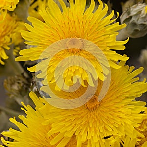 Flora of Gran Canaria -  Sonchus acaulis, sow thistle endemic to central Canary Islands