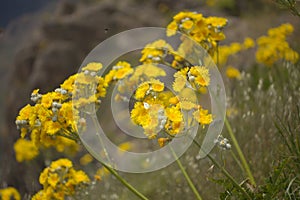 Flora of Gran Canaria -  Sonchus acaulis, sow thistle endemic to central Canary Islands