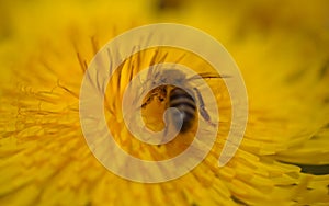 Flora of Gran Canaria -  Sonchus acaulis, sow thistle endemic to central Canary Islands