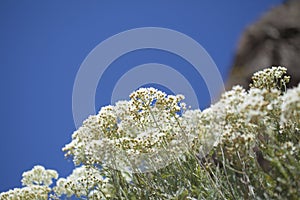 Flora of Gran Canaria - Tanacetum ptarmiciflorum photo