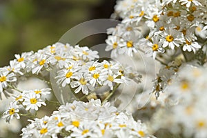 Flora of Gran Canaria - Tanacetum ptarmiciflorum photo