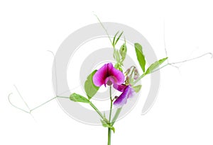 Flora of Gran Canaria - Tangier pea