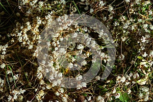 Flora of Gran Canaria - thread-like tangled stems of Cuscuta approximata aka dodder parasitic plant natural macro floral