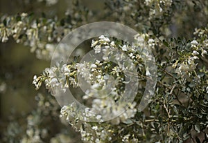 Flora of Gran Canaria - tree lucern, Cytisus proliferus