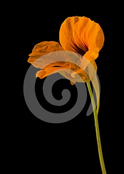 Flora of Gran Canaria - Tropaeolum majus, the garden nasturtium, introduced and invasive plant, edible