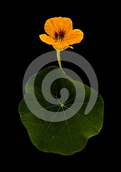 Flora of Gran Canaria - Tropaeolum majus, the garden nasturtium, introduced and invasive plant, edible