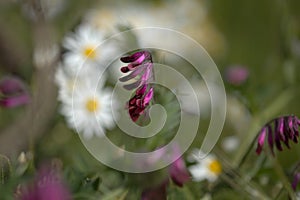 Flora of Gran Canaria -  Vicia villosa, fodder vetch