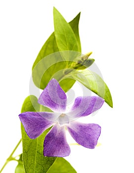 Flora of Gran Canaria - Vinca major, bigleaf periwinkle, introduced species photo