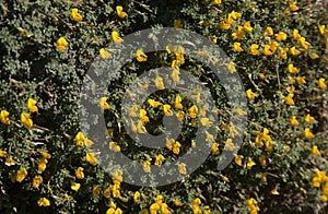 Flora of Gran Canaria -  yellow flowers of Lotus tenellus