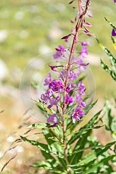 Flora of the Gran Paradiso National Park in Italy