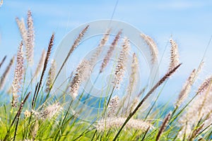 flora grasses in the wind.grass flower background