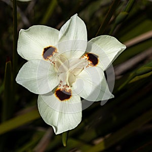 Flora of Israel. Square frame